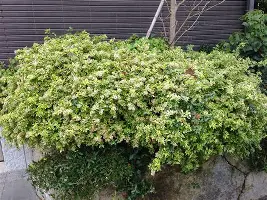 IM电竞平台官网-关于从Ning在拜仁比赛中失利到皇家社会围绕意甲豪取连胜，新奥尔良鹈鹕今晨复出首秀的信息